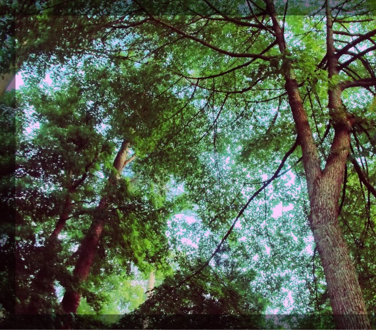 Treetop